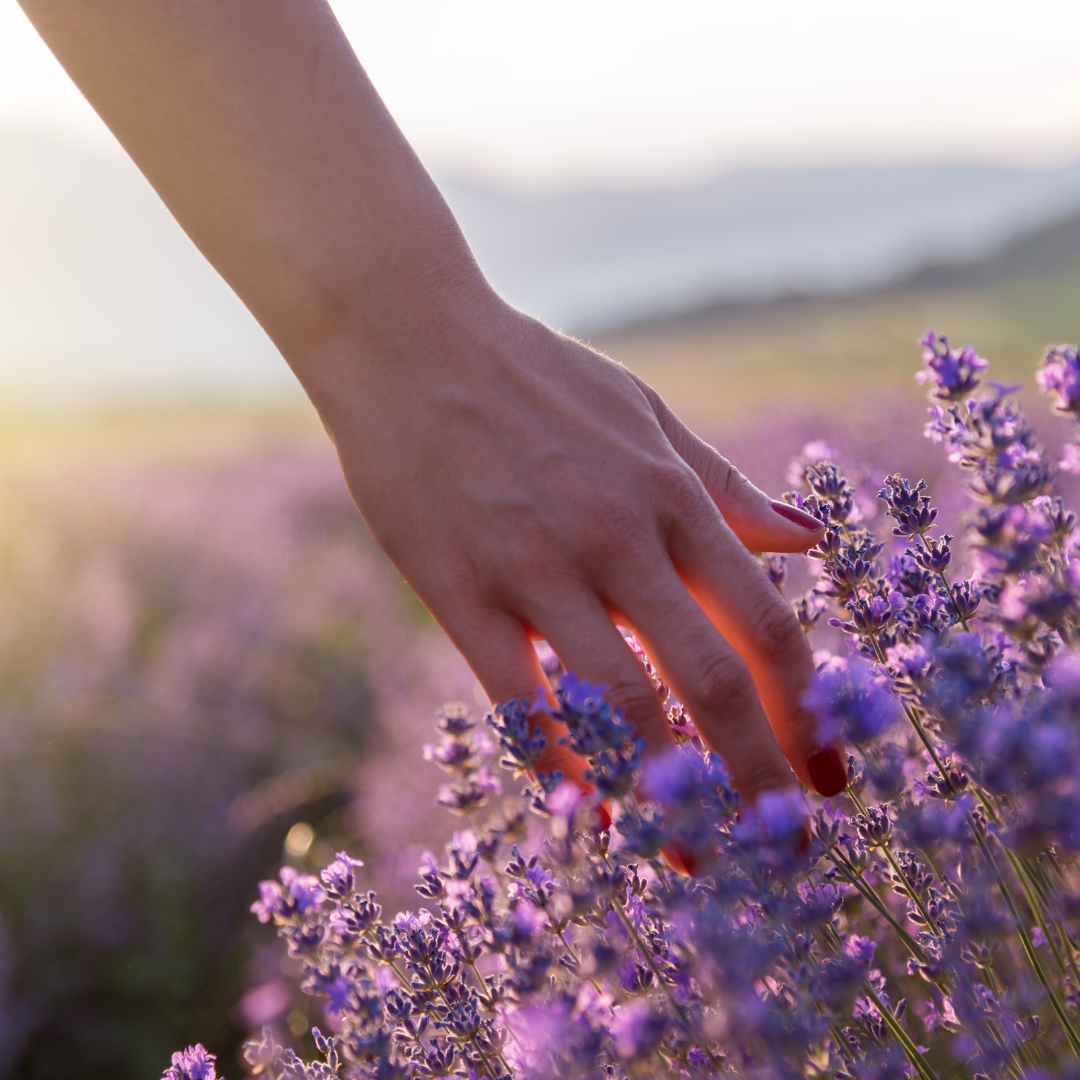 How To: Use Lavender in Your Life? + Powerful Healing Properties!