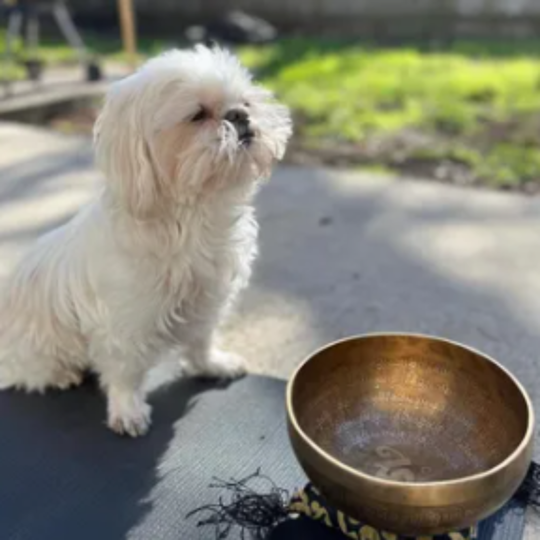 Using Singing Bowls With Your Dogs: The 9 Chakra Canine Energy System!